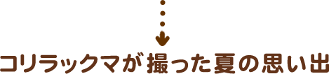 コリラックマが